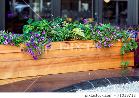 A wooden pot of brown planks with leafy plants and flowers mounted on black marble in the background of a black window. A wooden pot of brown planks with leafy plants and flowers mounted on black marble in the background of a black window. 71019718