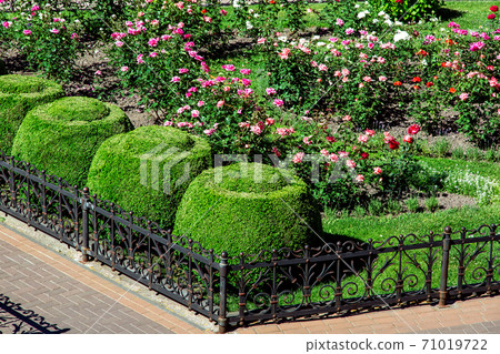 flowerbed fenced with a black iron fence with a footpath landscape design with bushes of a blossoming rose and boxwood bushes of topiary round shape. flowerbed fenced with a black iron fence with a footpath landscape design with bushes of a blossoming rose and boxwood bushes of topiary round shape. 71019722