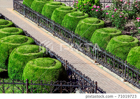 footpath from paving slabs and black iron fence with flowerbed boxwood hedge topiary round landscape design. footpath from paving slabs and black iron fence with flowerbed boxwood hedge topiary round landscape design. 71019723