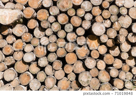 Wood piled after deforestation in Jura 71019848