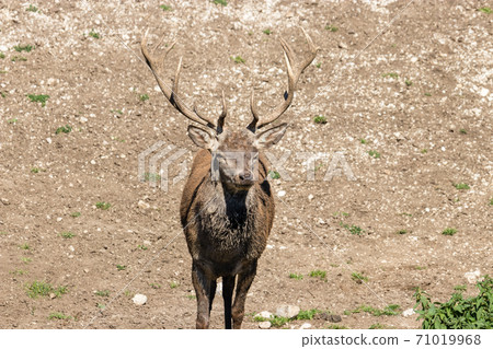 Deer stag in beautiful autumn forest in Jura 71019968