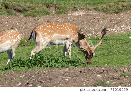 Deer stag in beautiful autumn forest in Jura 71019969