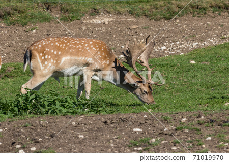 Deer stag in beautiful autumn forest in Jura 71019970