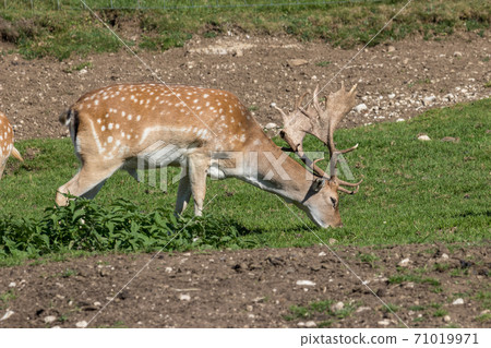 Deer stag in beautiful autumn forest in Jura 71019971