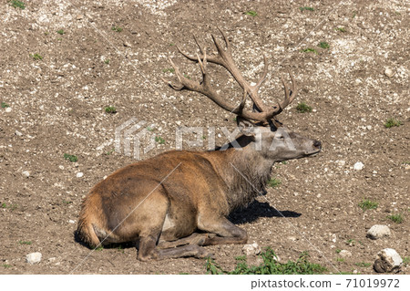 Deer stag in beautiful autumn forest in Jura Deer stag in beautiful autumn forest in Jura 71019972