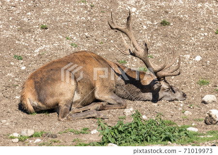 Deer stag in beautiful autumn forest in Jura Deer stag in beautiful autumn forest in Jura 71019973