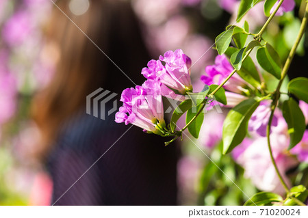 Dreamy Purple Garlic Vine 71020024