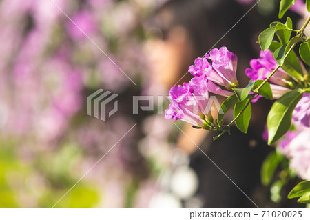 夢幻紫的蒜香藤 夢幻紫的蒜香藤 71020025