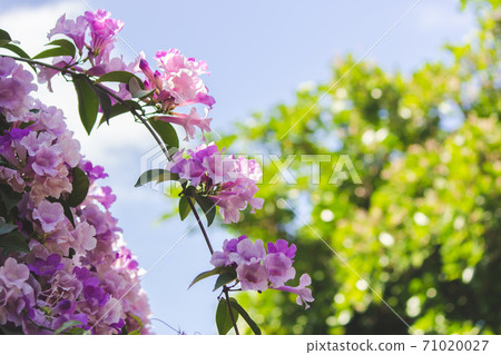 夢幻紫的蒜香藤 夢幻紫的蒜香藤 71020027