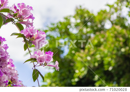 夢幻紫的蒜香藤 夢幻紫的蒜香藤 71020028