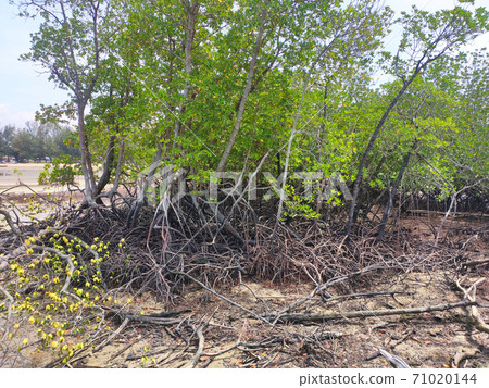 Mangrove trees grow naturally on muddy and swamp shores. This plant can help the beach from becoming eroded by waves. Mangrove trees grow naturally on muddy and swamp shores. This plant can help the beach from becoming eroded by waves. 71020144