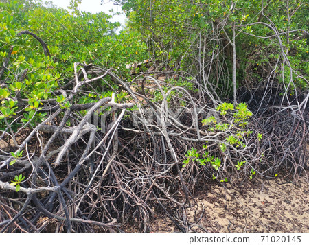 Mangrove trees grow naturally on muddy and swamp shores. This plant can help the beach from becoming eroded by waves. 71020145