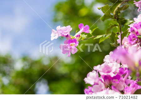 夢幻紫的蒜香藤 夢幻紫的蒜香藤 71021482