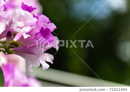 Dreamy Purple Garlic Vine Dreamy Purple Garlic Vine 71021484