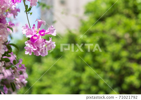 夢幻紫的蒜香藤 夢幻紫的蒜香藤 71021792