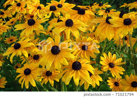 Yellow flowers rudbeckia lit by the sun, close up shot. Garden in summer. Yellow flowers rudbeckia lit by the sun, close up shot. Garden in summer. 71021794