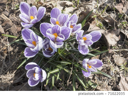 violet crocuses bloom in early spring on old dry foliage violet crocuses bloom in early spring on old dry foliage 71022035