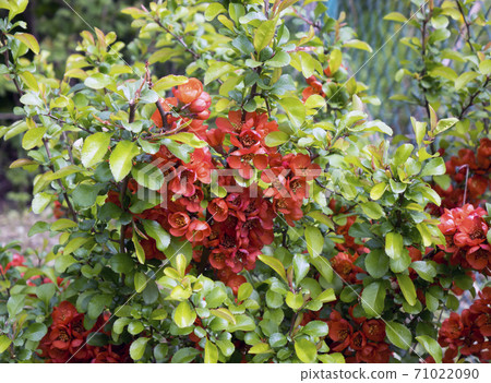 flowering quince bush with scarlet flowers 71022090