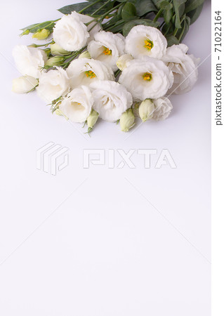 Gentle eustoma flowers on a white paper background. 71022164