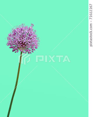 Flower is an allium gladiator on a double yellow-turquoise background. 71022167