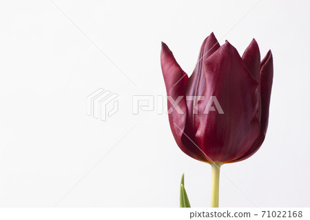 A bright blooming flower of red - burgundy tulip on a white background. A bright blooming flower of red - burgundy tulip on a white background. 71022168
