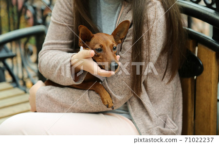 The dog is in the girl's arms. Pet on the owner's lap. A thoroughbred pet.  71022237