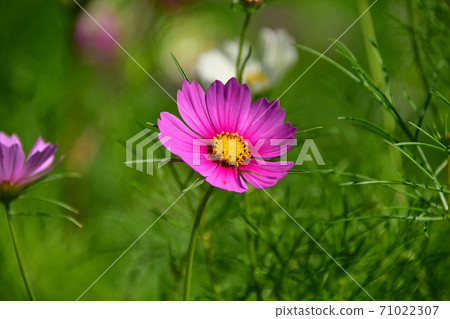 Cosmos 71022307