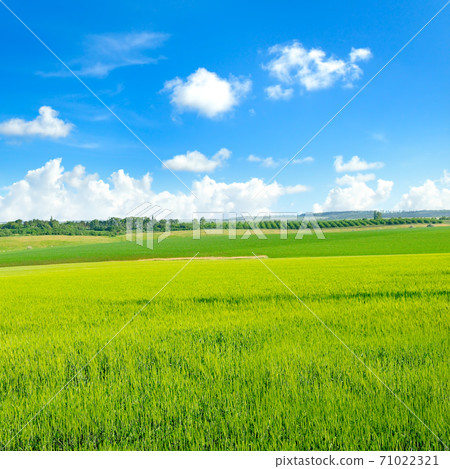 Green wheat field and blue sky. 71022321