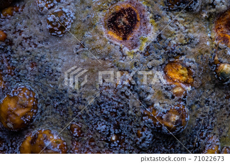 Black mold with spores on the surface. Black mold with spores on the surface. 71022673