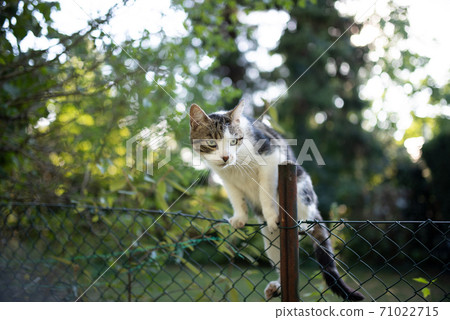 tabby white cat climbing over fence 71022715