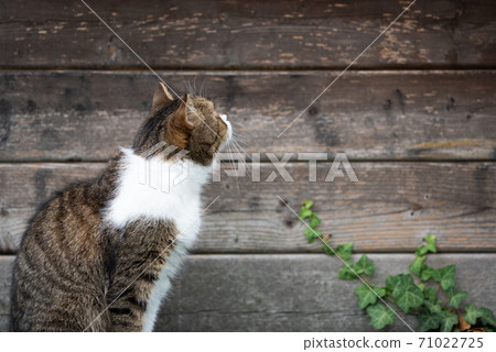 cat looking at wooden wall outdoors cat looking at wooden wall outdoors 71022725