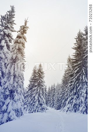 Path in winter forest 71023268