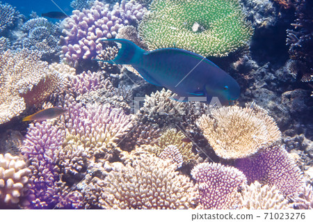 parrotfish (scarus ) over a coral reef, the Indian Ocean parrotfish (scarus ) over a coral reef, the Indian Ocean 71023276