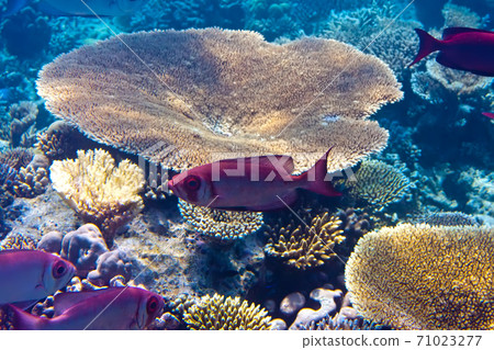 Fishes in corals. Maldives. Indian ocean. 71023277