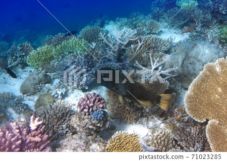 Fishes in corals. Maldives. Indian ocean. Fishes in corals. Maldives. Indian ocean. 71023285