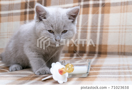 little kitten lapping up milk. Purebred British shorthair cat. cat smoky colour. next to it is a baby pacifier little kitten lapping up milk. Purebred British shorthair cat. cat smoky colour. next to it is a baby pacifier 71023638