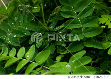 Drops of water on the wet leaves of acacia after the morning. 71023998