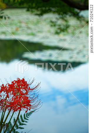 Waterside cluster amaryllis pond Ryoanji 71024122