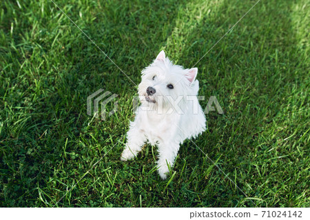 Lovely west highland white terrier walk in the yard on the green grass in Sunny autumn weather. 71024142