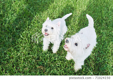 A pair of lovely west highland white terrier walk in the yard on the green grass in Sunny autumn weather. 71024150