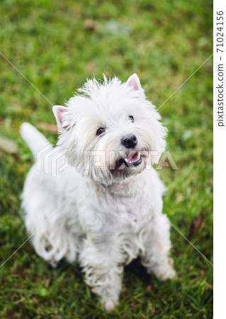 Lovely west highland white terrier walk in the yard on the green grass in Sunny autumn weather. 71024156