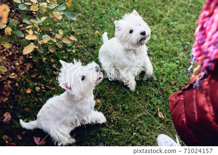 A pair of lovely west highland white terrier walk in the yard on the green grass in Sunny autumn weather. A pair of lovely west highland white terrier walk in the yard on the green grass in Sunny autumn weather. 71024157
