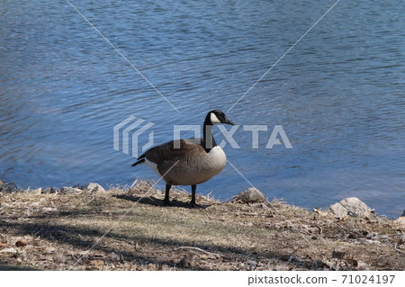 Wild Goose playing in the Ta-Ha-Zouka Park Wild Goose playing in the Ta-Ha-Zouka Park 71024197