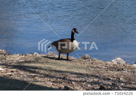 Wild Goose playing in the Ta-Ha-Zouka Park Wild Goose playing in the Ta-Ha-Zouka Park 71024220