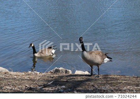 Wild Goose playing in the Ta-Ha-Zouka Park  71024244