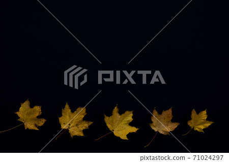 Autumn maple leaves. 71024297