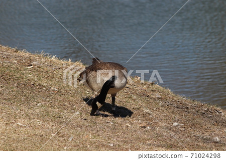 Wild Goose playing in the Ta-Ha-Zouka Park  71024298