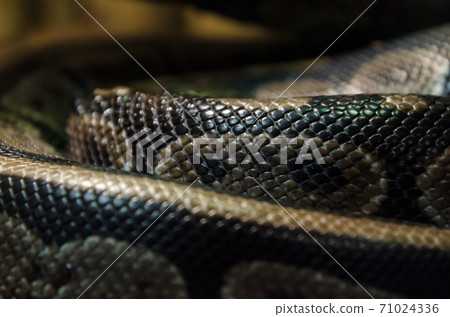Snake skin abstract textured Pattern spoted Snake skin abstract textured Pattern spoted 71024336