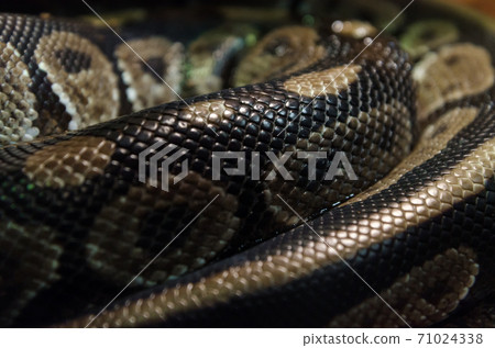Snake skin abstract textured Pattern spoted Snake skin abstract textured Pattern spoted 71024338