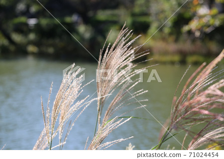 我在陽光燦爛的日子裡走在三池公園 71024454